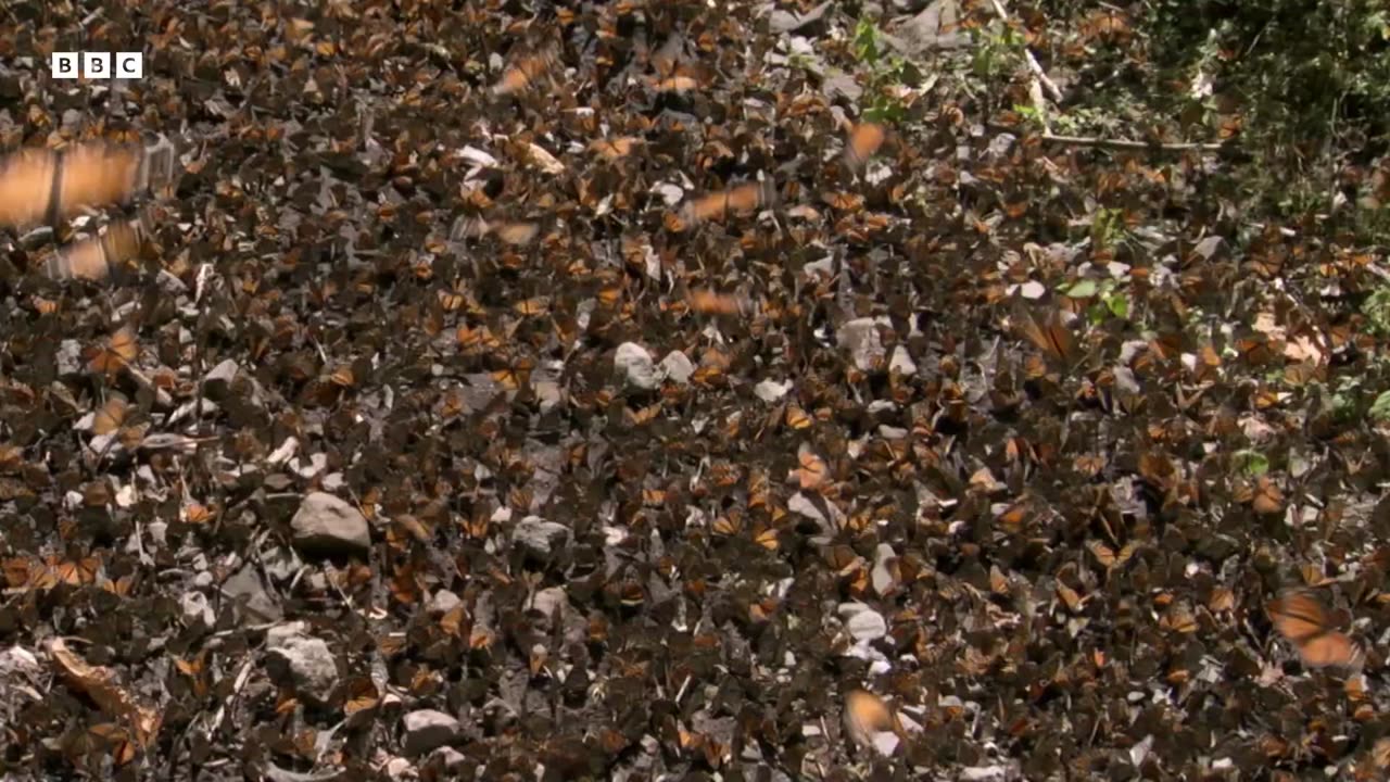 A Breathtaking Swarm of 100 Million Butterflies Earths Great Seasons BBC Earth