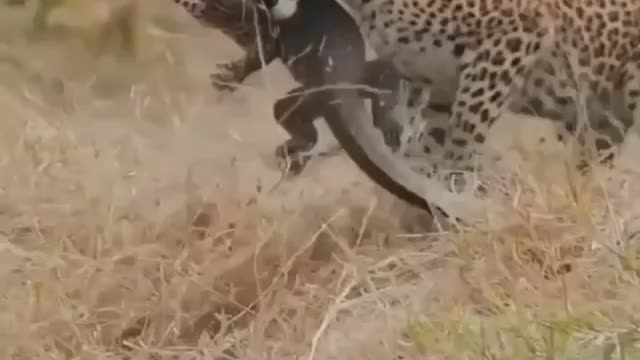 Cheetah the powerfull attitude