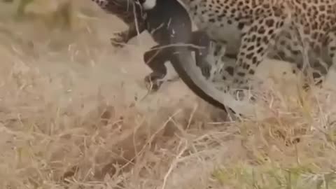 Cheetah the powerfull attitude