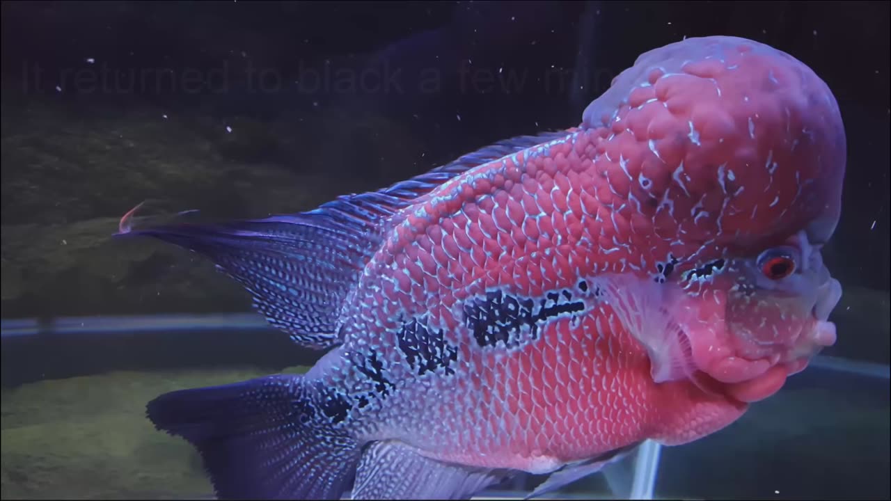 Flowerhorn Stress Colors Explained