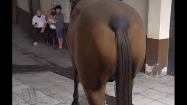 horse in the parking lot