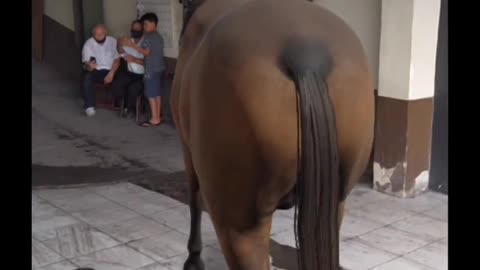 horse in the parking lot