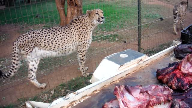 Cheetah sounds like a cat HD