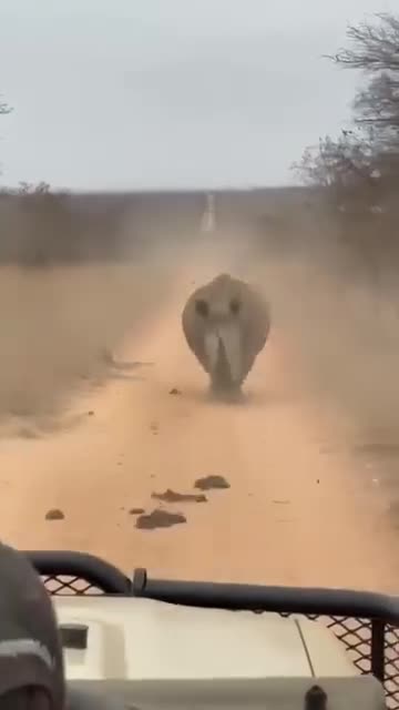 Driver flees from angry rhinoceros