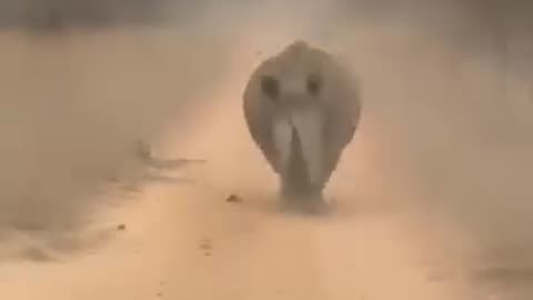 Driver flees from angry rhinoceros