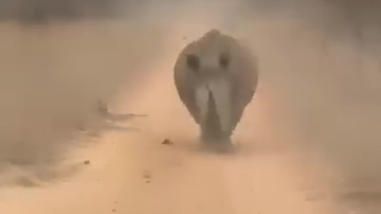 Driver flees from angry rhinoceros