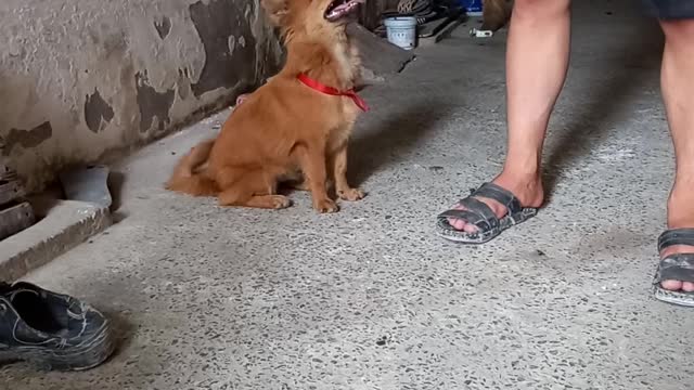 the most studious Vietnamese dog