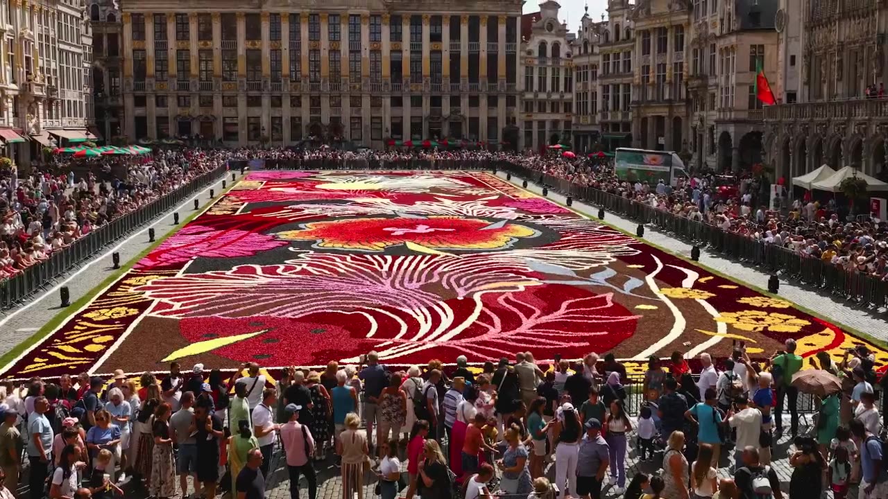 Brussels' Grand Place Is Now Decorated With A Stunning Floral Carpet, Belgium