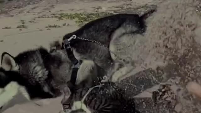 Funny Pet 2021 It's time to LAUGH with Dog's lifes60