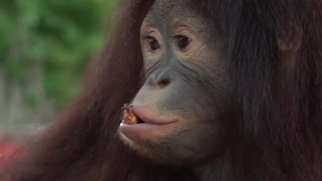 Love to make fun of orangutans