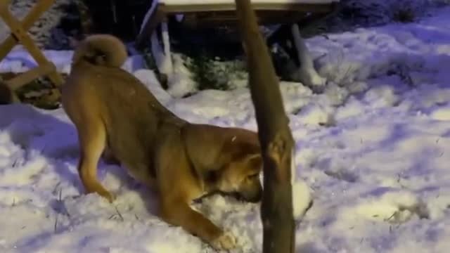 Watch this dog while playing on the snow