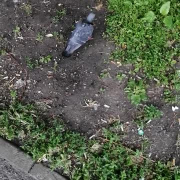 A beautiful pigeon walks on the grass.