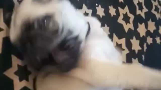 Pug playing on bed