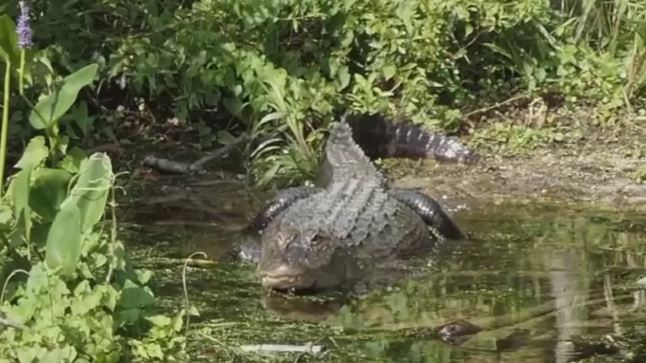 Gator's vs Crocs