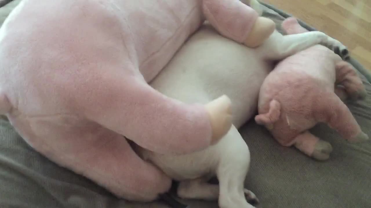 French Bulldog sleeps with his stuffed pigs