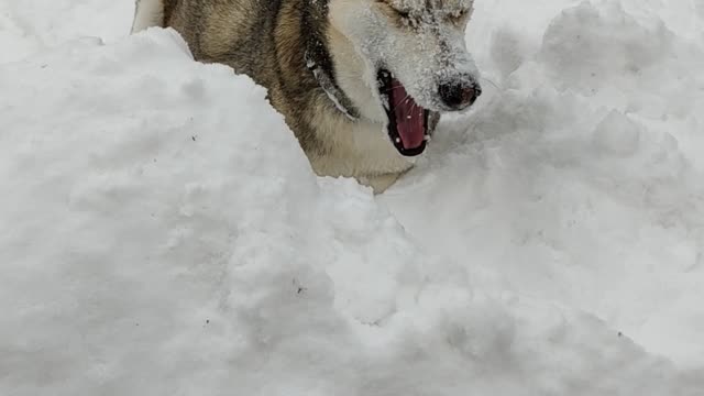 Husky Swimming In Snow