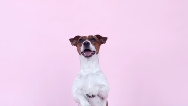 Cute dog