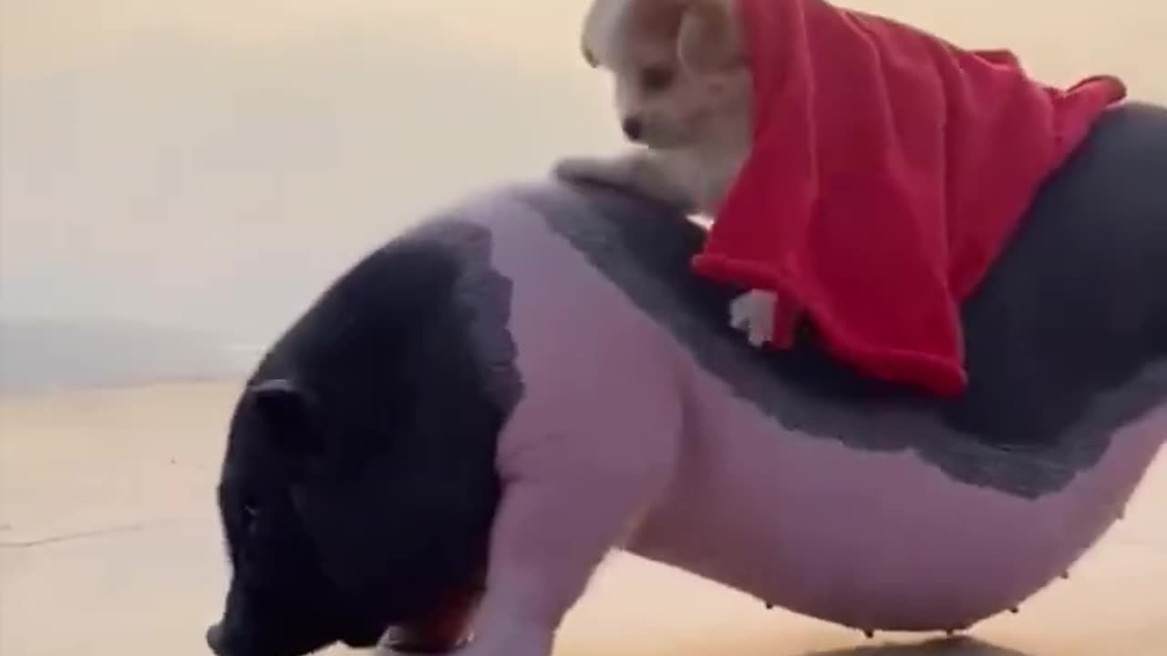 Cute small dog riding on a pig