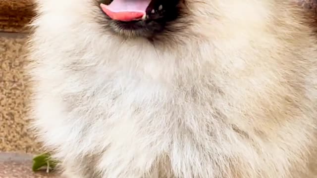 🐶Very cute puppy short video 😍😍😍 you just love it