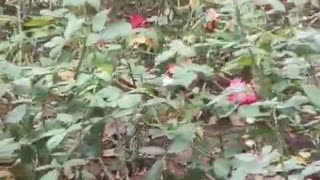 The flowers in the garden have fallen
