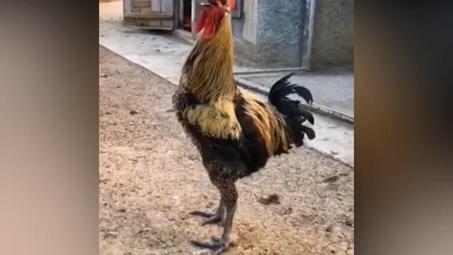 When the Rooster is laughed - Funny Roosters & Ducks