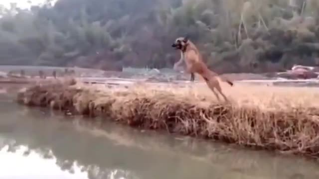 dog takes an unbelievable spectacular olympic jump