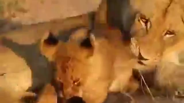 Top videos