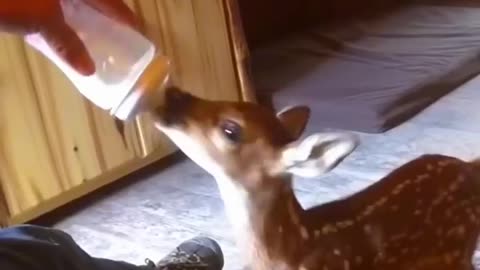 Baby Deer can't leave man who helped him