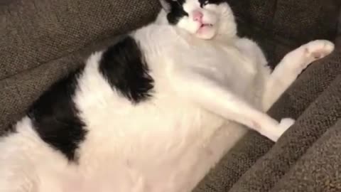 fat cat