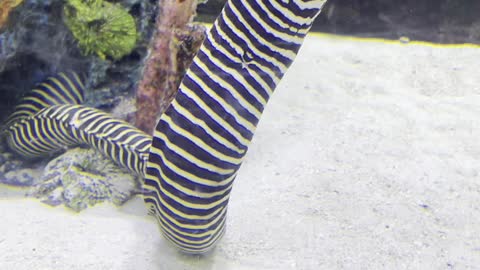 zebra eel