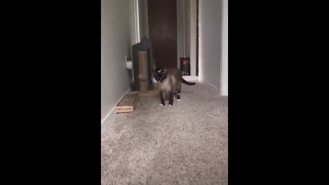 The cat's reaction to the piano is amazing