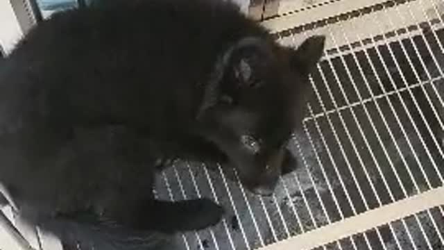 black sheepdog