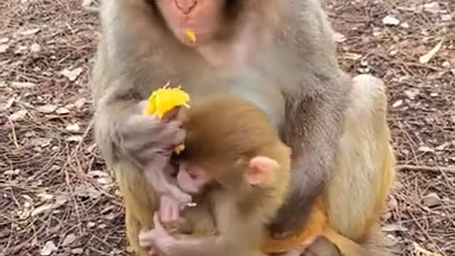 cutest baby monkey you will see today