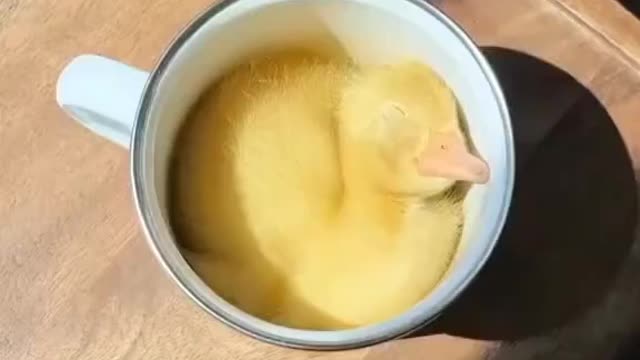 Good morning ducky