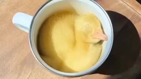 Good morning ducky