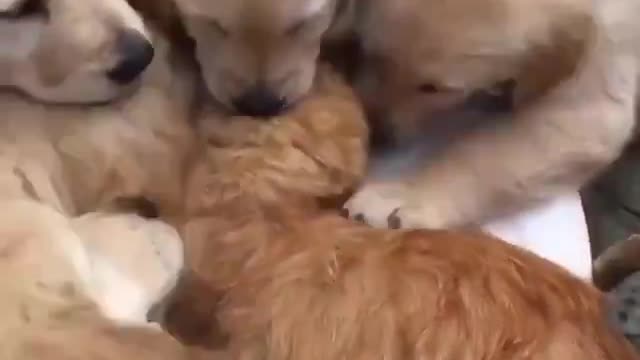 All against one... and a lot of cuteness