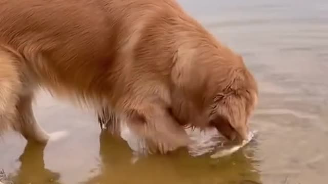 Dog saves a dying fish To come back to life again