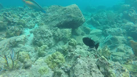 Fishes Swimming Underwater In The Coral Reef