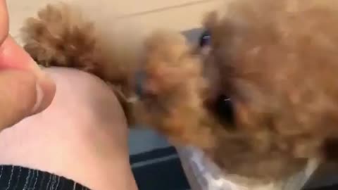 dog