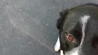 Dog Playing with Butterfly