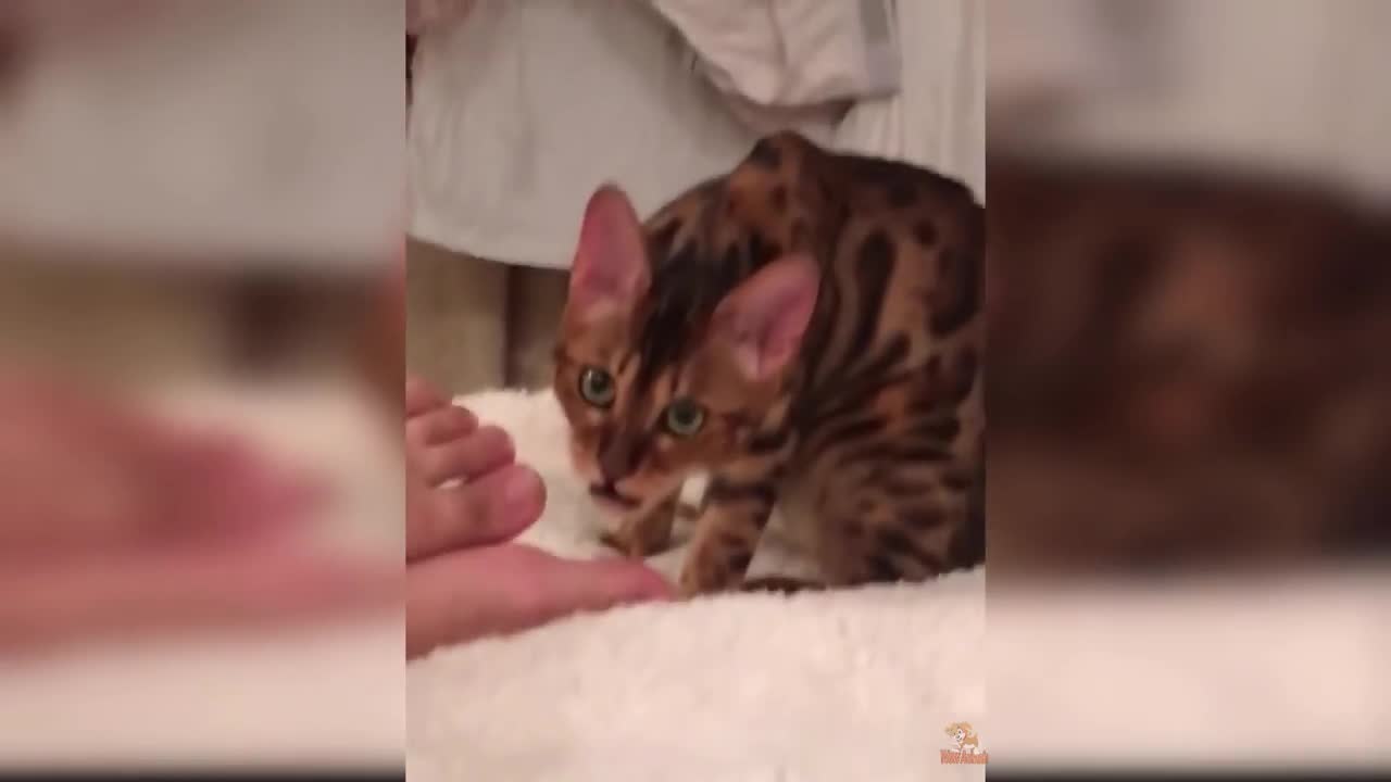 Testing Cat Reaction with Smelling Feet - Funny Cat Reaction to Smell Feet