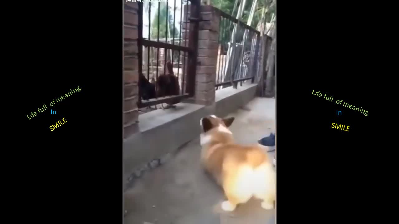 🐶(UPDATED)Chicken VS Dog Fight - Funny Dog Fight Videos