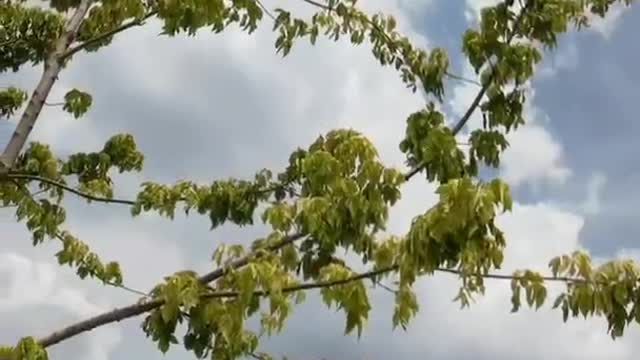 beautiful white clouds