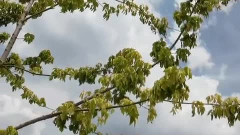 beautiful white clouds