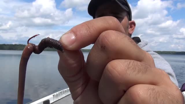How to hook a worm on a regular hook