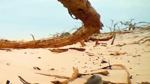 The desert catfish leads the fishermen to a fishing spot