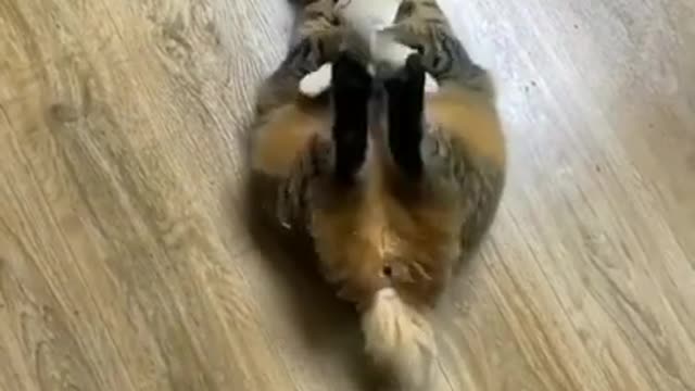 cat playing with teddy bear 😍