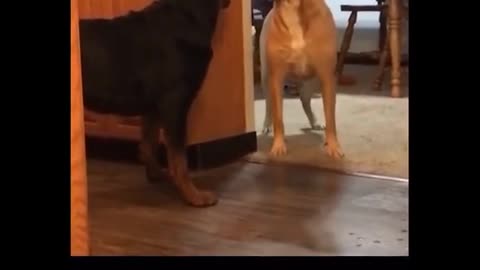 Funny Dog Horror Sound