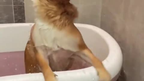 A dog who likes to take a bath