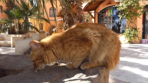 Hungry cat don't like to eat chocolate